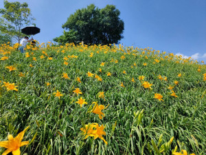 花壇虎山巖金針花滿山爆開，喔熊！邀母親節來賞花。圖／記者鄧富珍攝