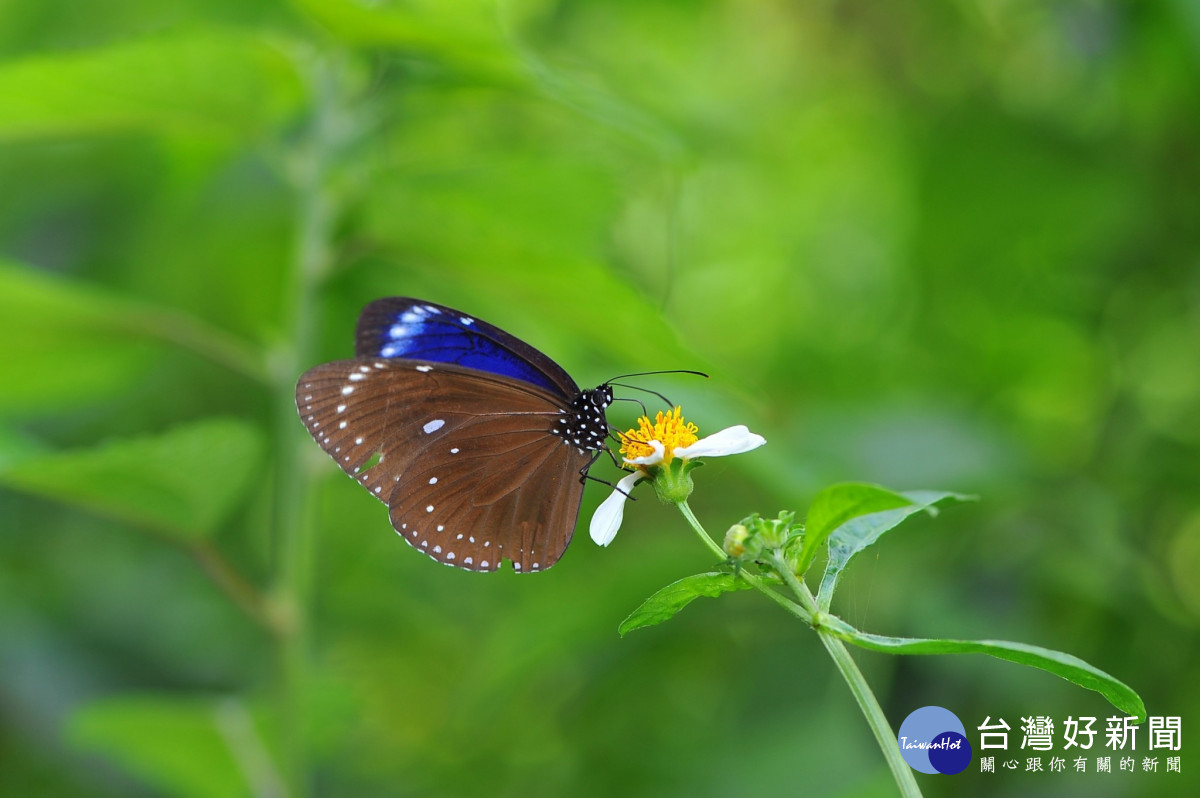 「紫斑蝶」北返盛況　八卦山自然生態饗宴