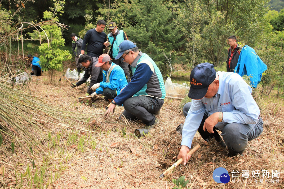 在森林林下種植100株臺灣山茶眉原山特有品系樹苗。