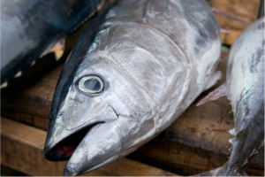 日本歷年盛況鮪魚季現場競標食材拍攝。