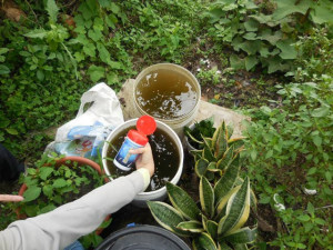 近來天氣時晴時雨，各種病菌蠢蠢欲動，后里公所動員各里環保志工配合除清掃街道環境，見有積水容器，先倒出水，保持乾淨，以防滋生病媒蚊孳危害。（記者陳榮昌攝）