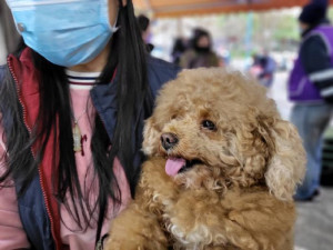 桃園市政府動保處為照顧關懷偏鄉犬貓健康與動物福利，推出「寵物偏鄉巡迴健檢」。