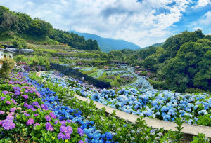 竹子湖繡球花季梯田與花牆是網美不能錯過的景點（圖／台北市公園處提供）