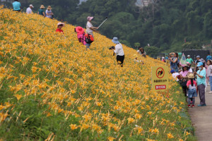 2023金針亮亮賞花節炫麗登場　 鍾東錦：留在大湖開心賞花海、不必遠赴東部