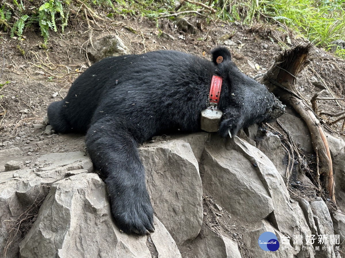 現場尋獲黑熊經檢視確認為東勢林區管理處112年3月24日研究繫放編號93685黑熊。