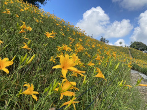 花壇虎山巖金針花第2期爆開。圖／參山處提供