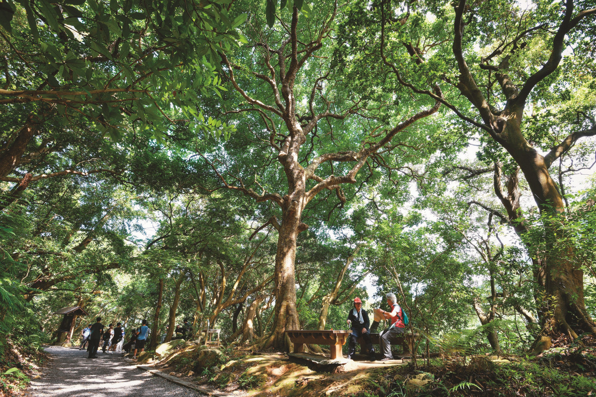 臺北郊山綠意盎然，適合在夏日走入林蔭感受天然涼感。