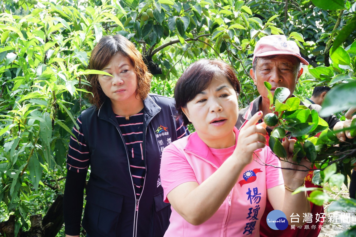 立委楊瓊瓔一行走進椪柑果園，樹上幼果寥寥可數。