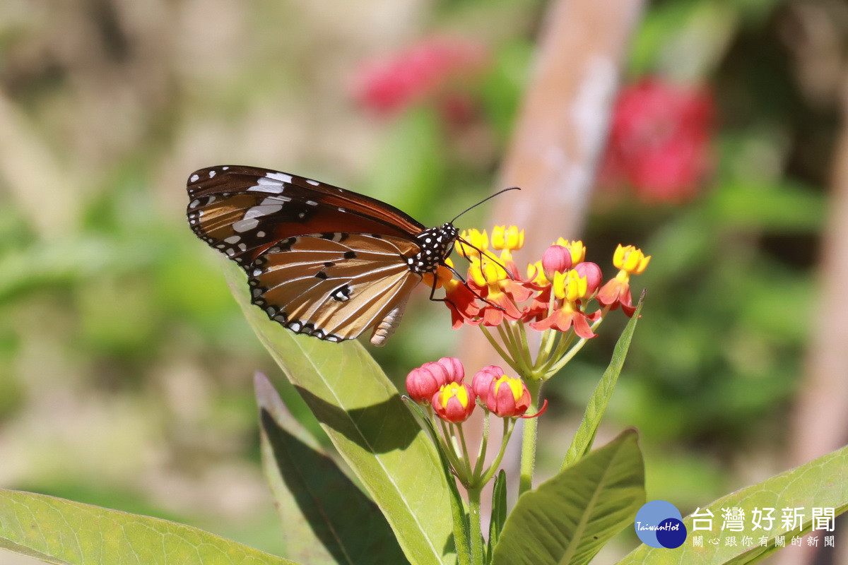 下坪蜜源植物充足，吸引許多蝴蝶覓食。（ 記者扶小萍攝）