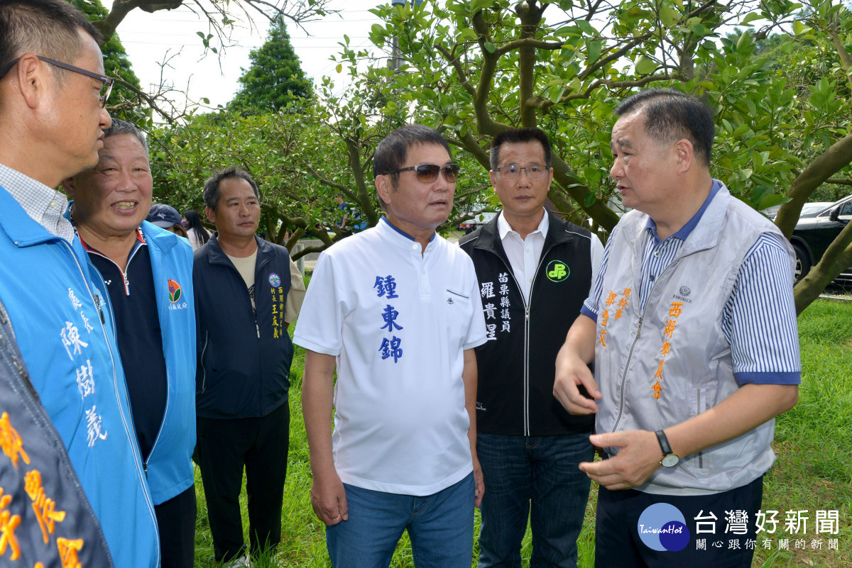 鍾東錦視察西湖柚子農損情形　承諾全力協助爭取救助金