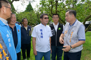 鍾東錦視察西湖柚子農損情形　承諾全力協助爭取救助金