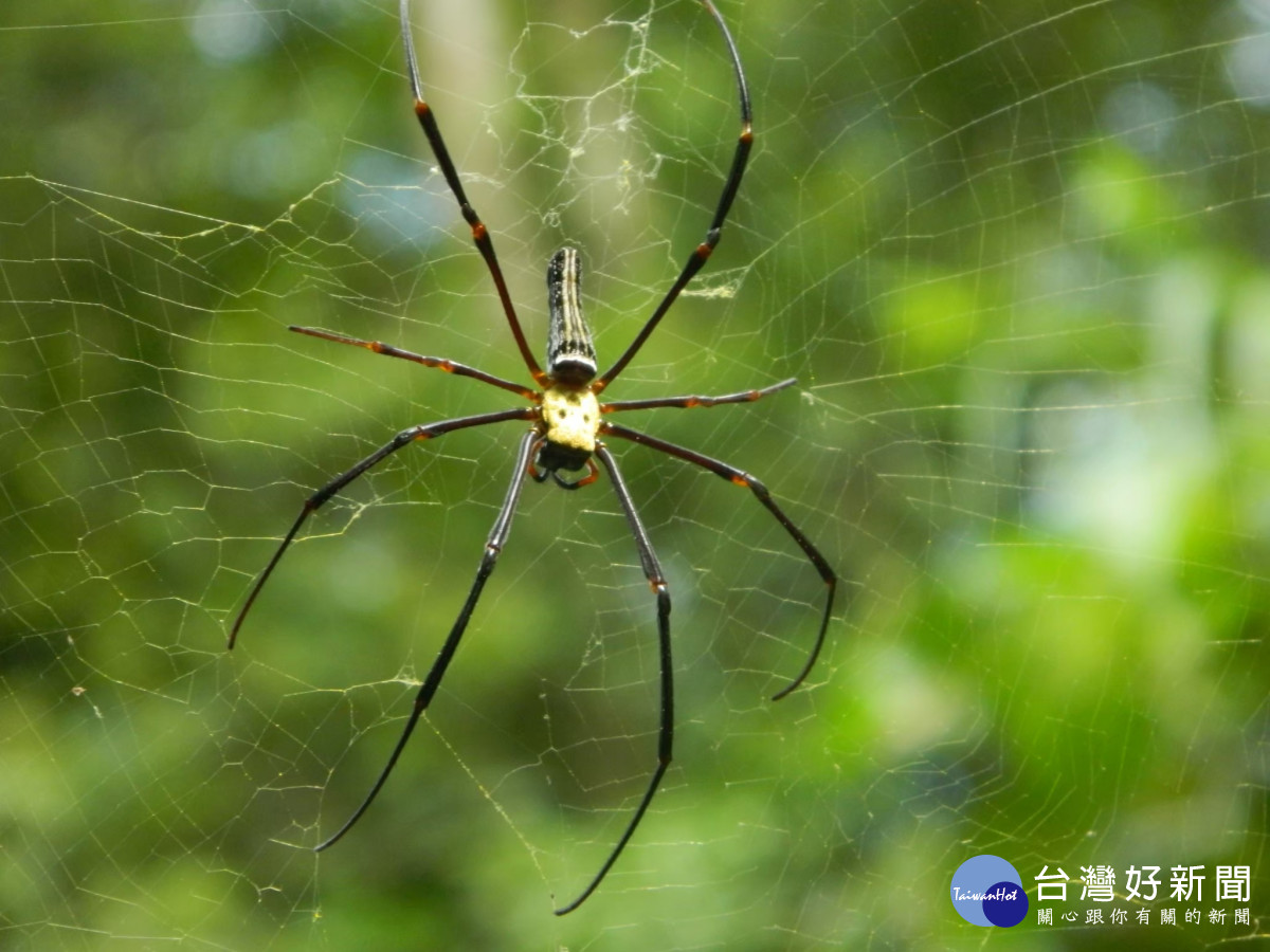石牌坑親水步道內動植物生態豐富之一的人面蜘蛛。圖／記者鄧富珍翻攝
