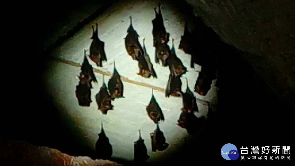 棲身在石牌坑親水步道附近四面佛寺洞穴內的台灣特有種葉鼻蝙蝠。圖／記者鄧富珍翻攝