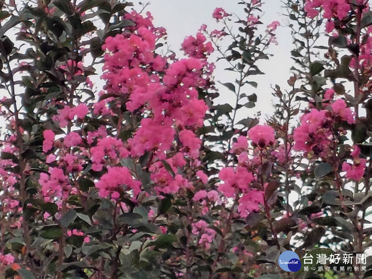 萬紫千紅紫薇花海進入盛開期　園主開放給民眾入園免費參觀、打卡