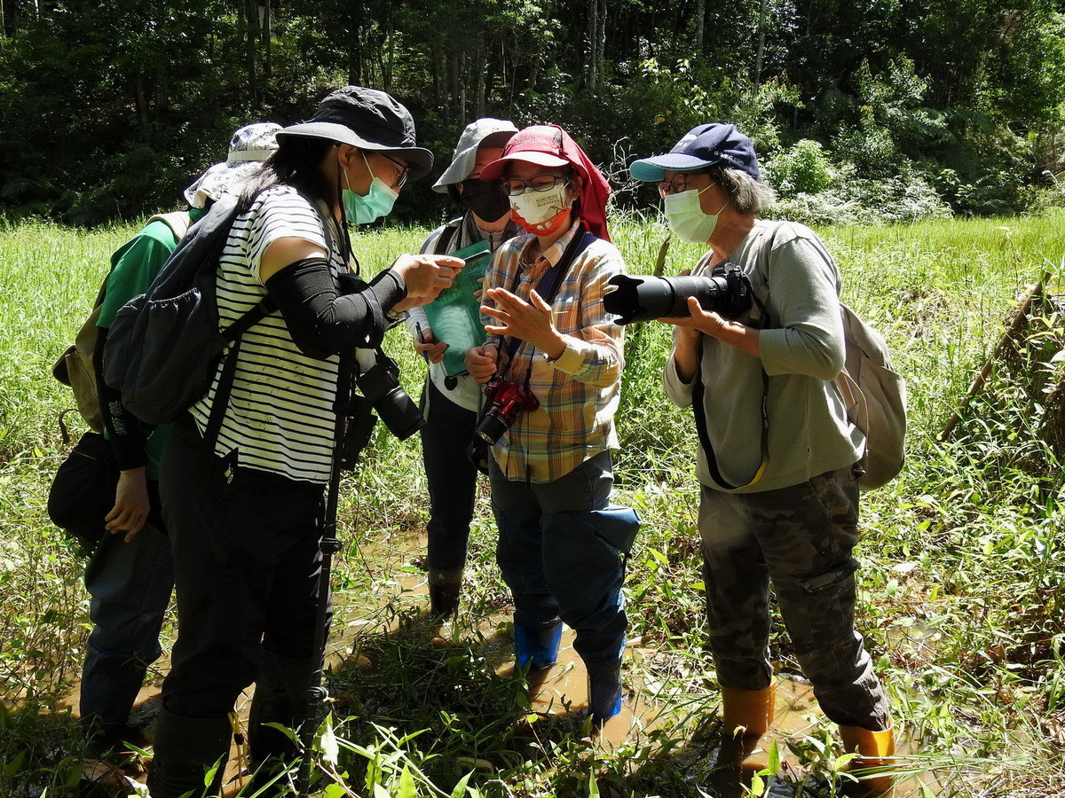 林務局國土綠網　揭開纖紅蜻蜓生態及棲地秘密