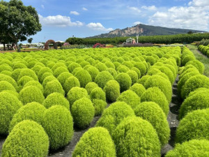 后里區中社觀光花市，推出國內難得一見的「波波球」異國花種，迎暑期假期遊客。（記者陳榮昌攝）