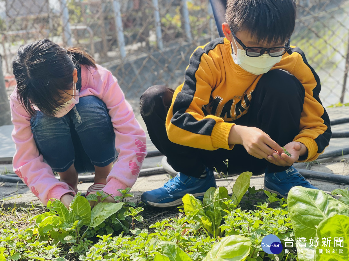 大西國小觀察菜園 （ 魏佑峻）。圖／記者鄧富珍翻攝