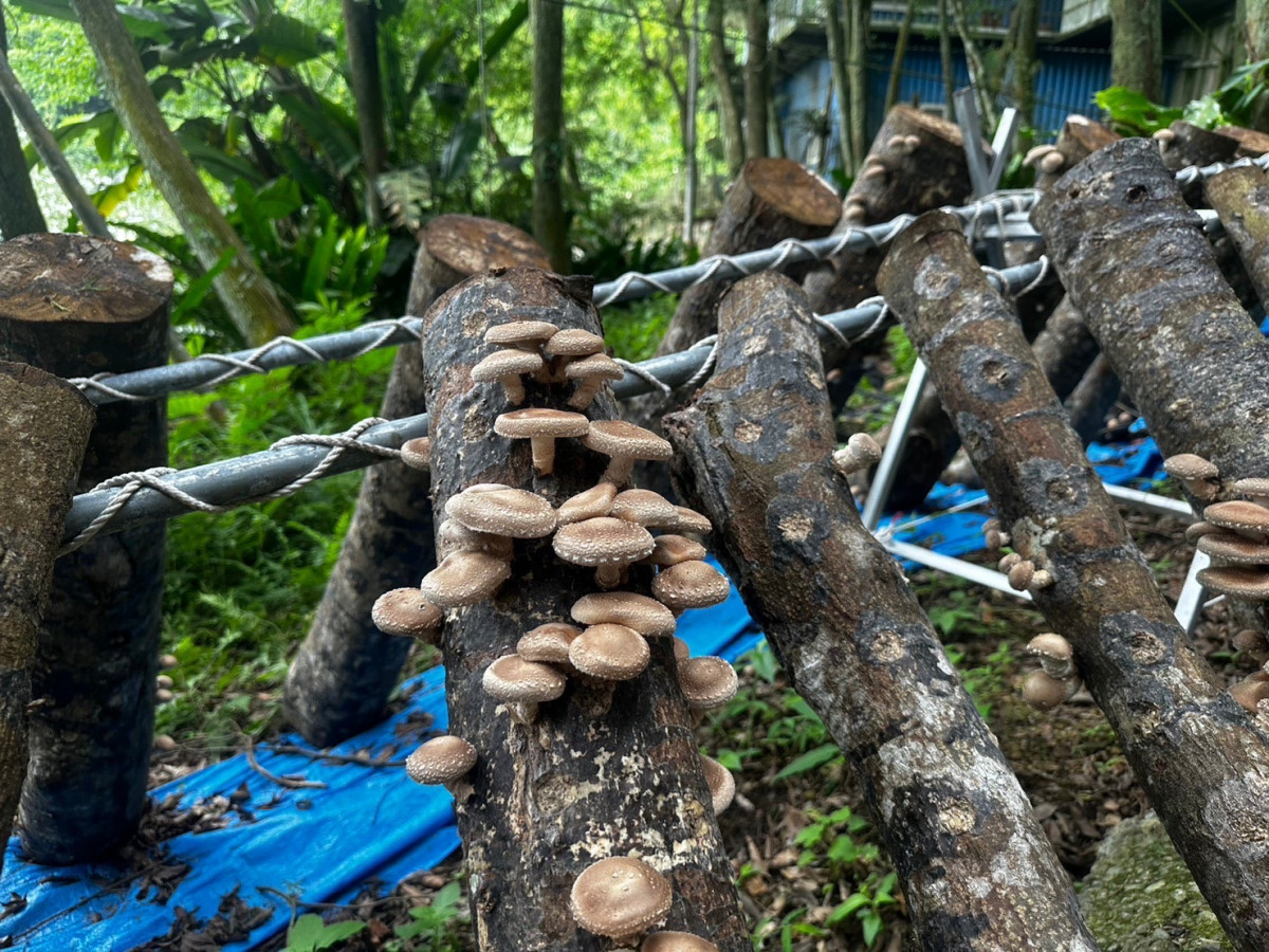 林下經濟段木香菇栽培。