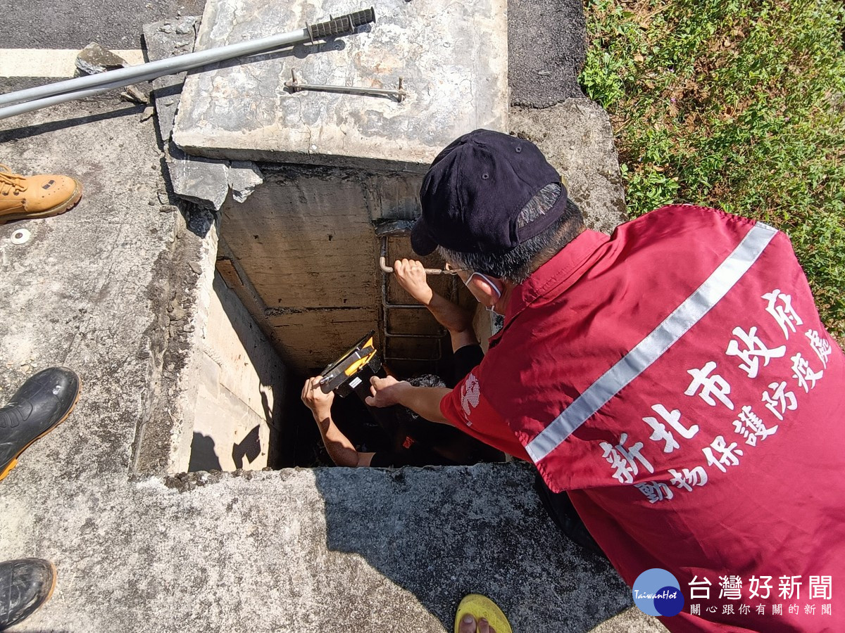 石門區富基里長疑犬隻受困箱涵　動保處、消防隊及公所救援竟是「狗蛙」求愛 台灣好新聞 第2張