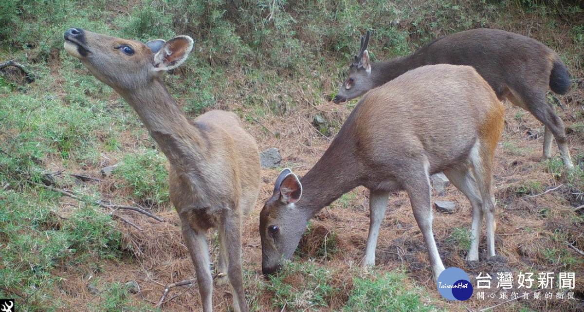 玉山國家公園是國人的戶外大教室，亦是野生動物們快樂的家。（圖/玉管處提供）<br />
<br />
