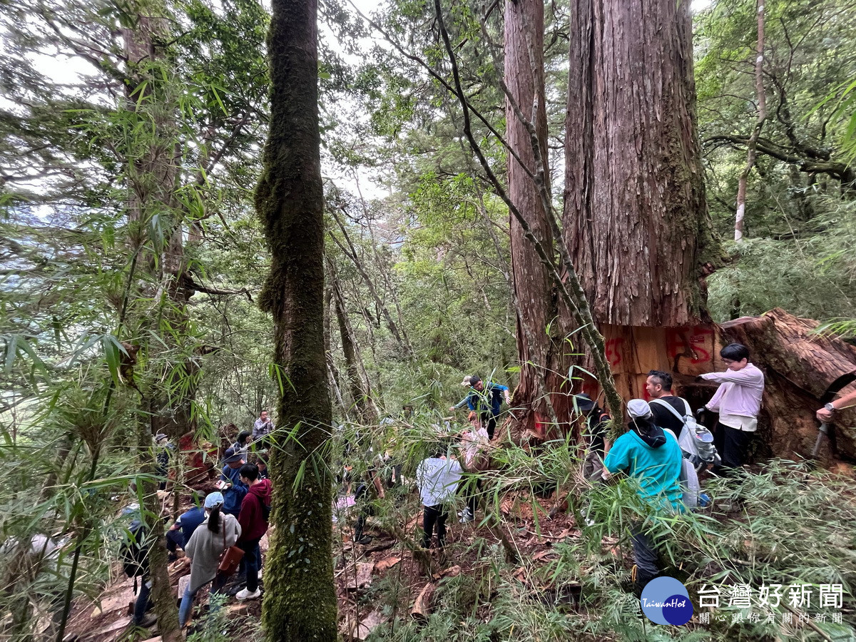 林業署與多個單位人員到翠峰山區見森林生態浩劫。（南投分署提供）