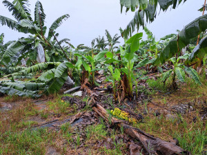 杜蘇芮颱風造成農物災損　周春米向中央爭取全面性全品項災害救助