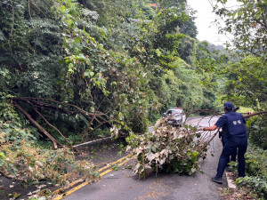 路樹不敵颱風襲擊，龍潭警徒手移樹交通管制及排除道路障礙。