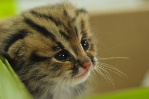 （圖／石虎-特生中心提供）