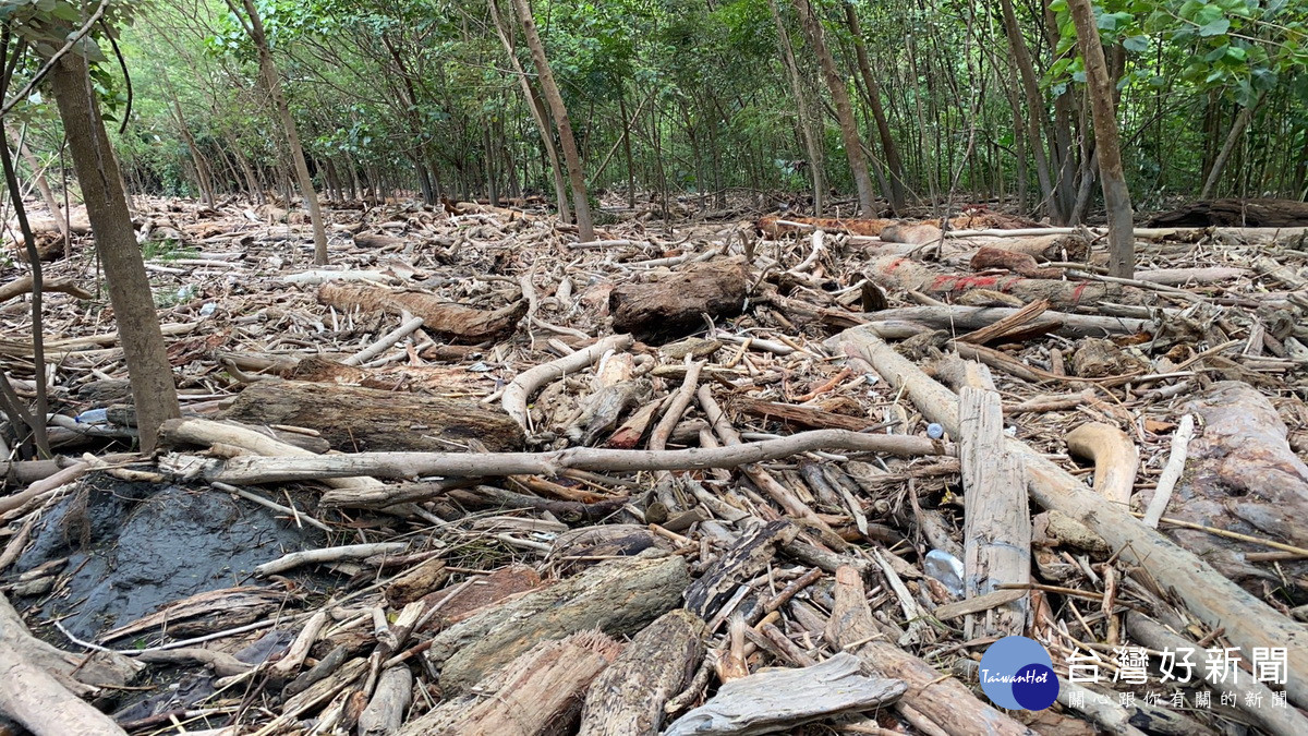 卡努風災為濁水溪河床留下大批的漂流木。（林業及自然保育署南投分署提供）