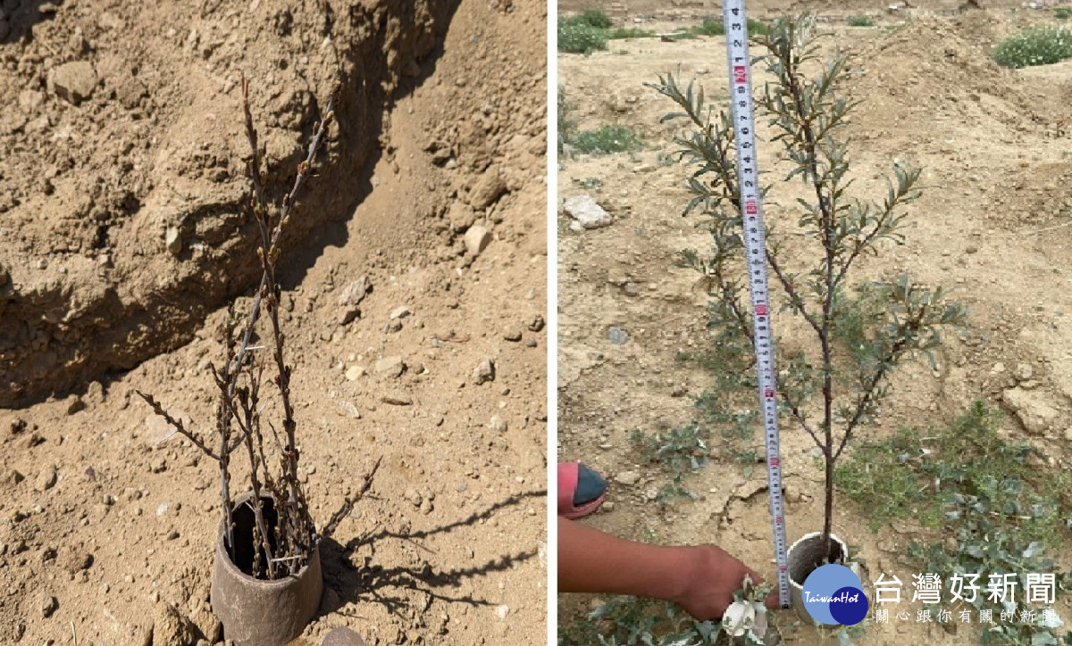 潛艇式水寶盆種植沙漠品種的沙棘(左)，一個月後的樹苗枝葉已開展並繁茂(右)，水寶盆的水氣使周圍的地被植物也開始恢復，這是在沙漠地區能夠以水寶盆綠化減緩沙塵暴很重要的指標