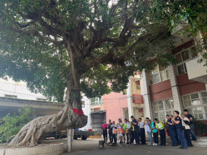 埔心派出所130年老榕樹修剪，地方人士齊聚祈福求平安。