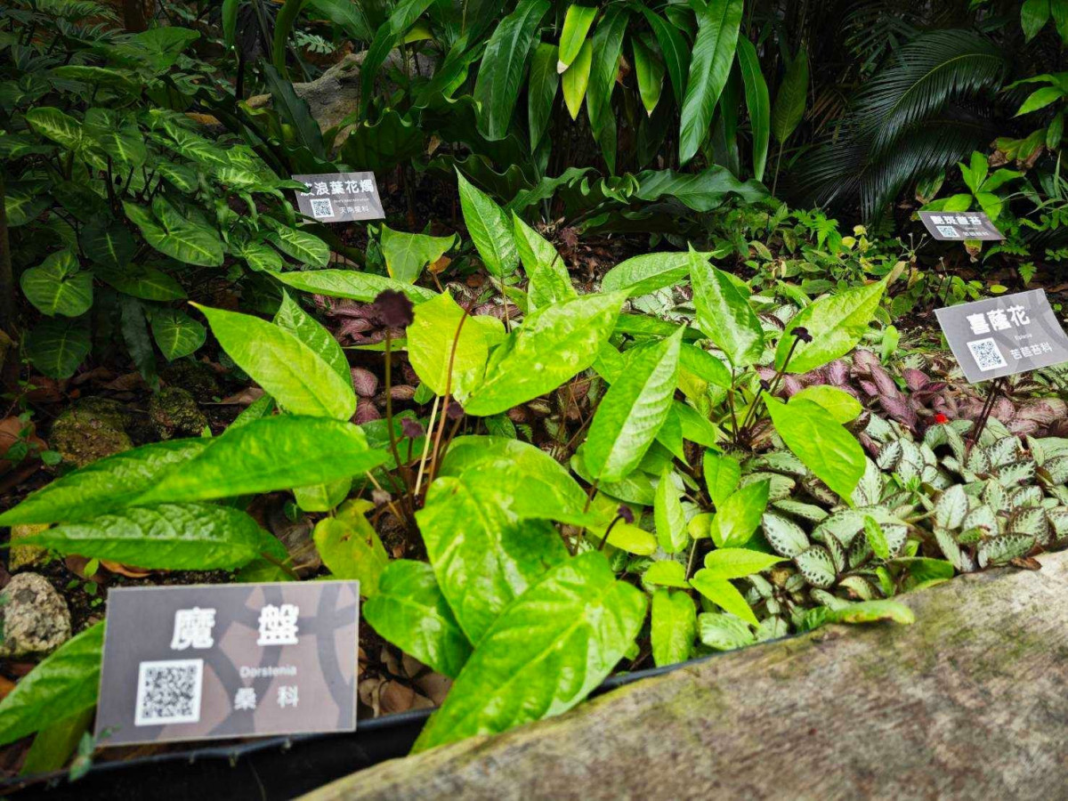 一窺中南美洲特有「魔盤」　典藏植物園走過別錯過