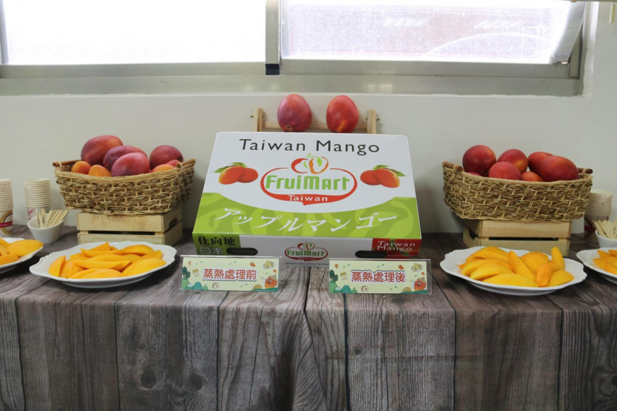 台灣芒果蒸熟處理成果展示（圖／資料照片，與新聞所指事件無關。圖源：翻攝自行政院農業部。）