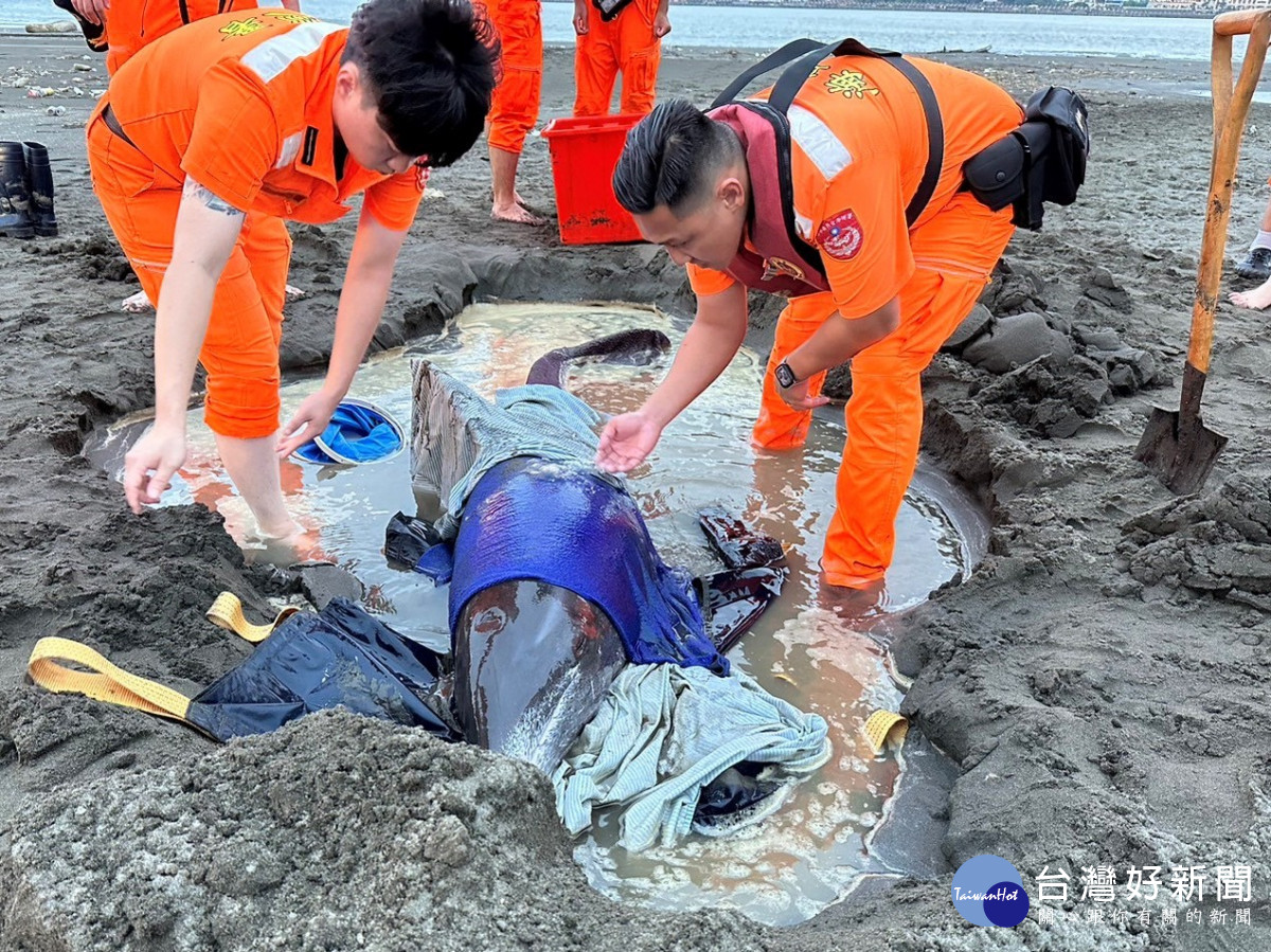 八里糙齒海豚擱淺　新北動保處協同搶救