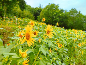 1 （圖／台北市府工務局大地工程處）