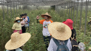 有機玫瑰花田解說