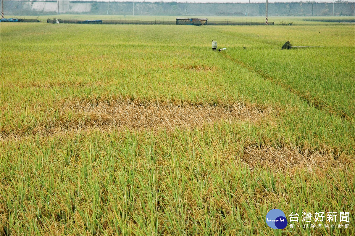 中部地區水稻飛蝨類及瘤野螟發生警報　農改場呼籲農民加強防治工作
