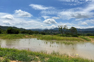 濕地內保留池中島並保護原有植栽。