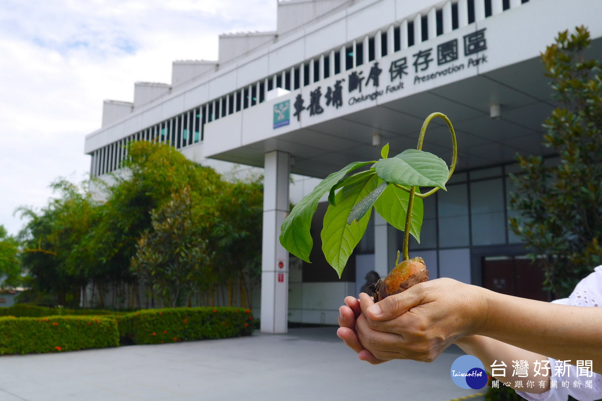 車籠埔斷層園區與國際職業婦女協會期許延續原生植物保存。（國立科博館提供）