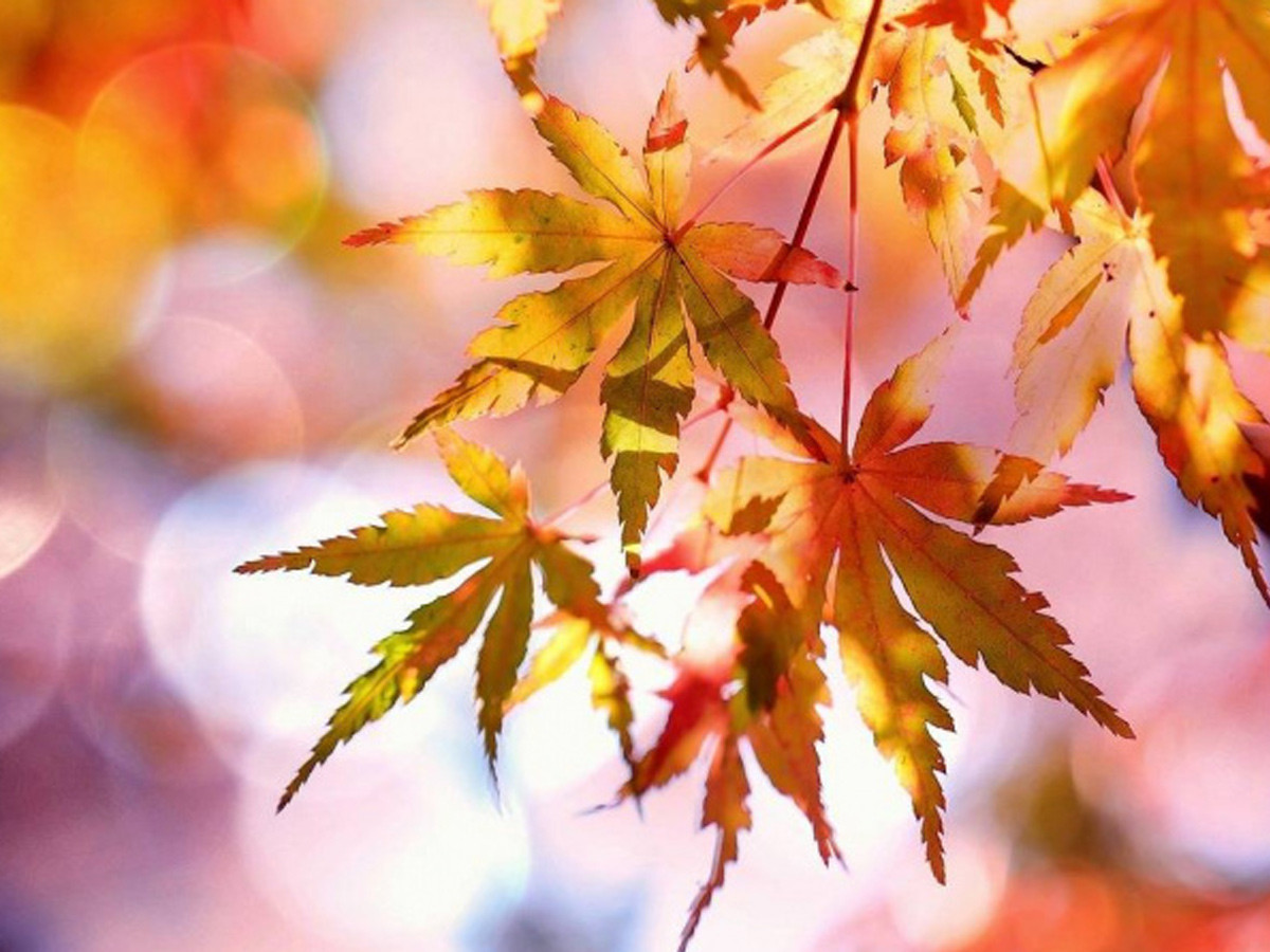 別急著擔心秋燥！孫安迪醫師：排濕搭配溫補，秋冬養生的關鍵（圖／pixabay）