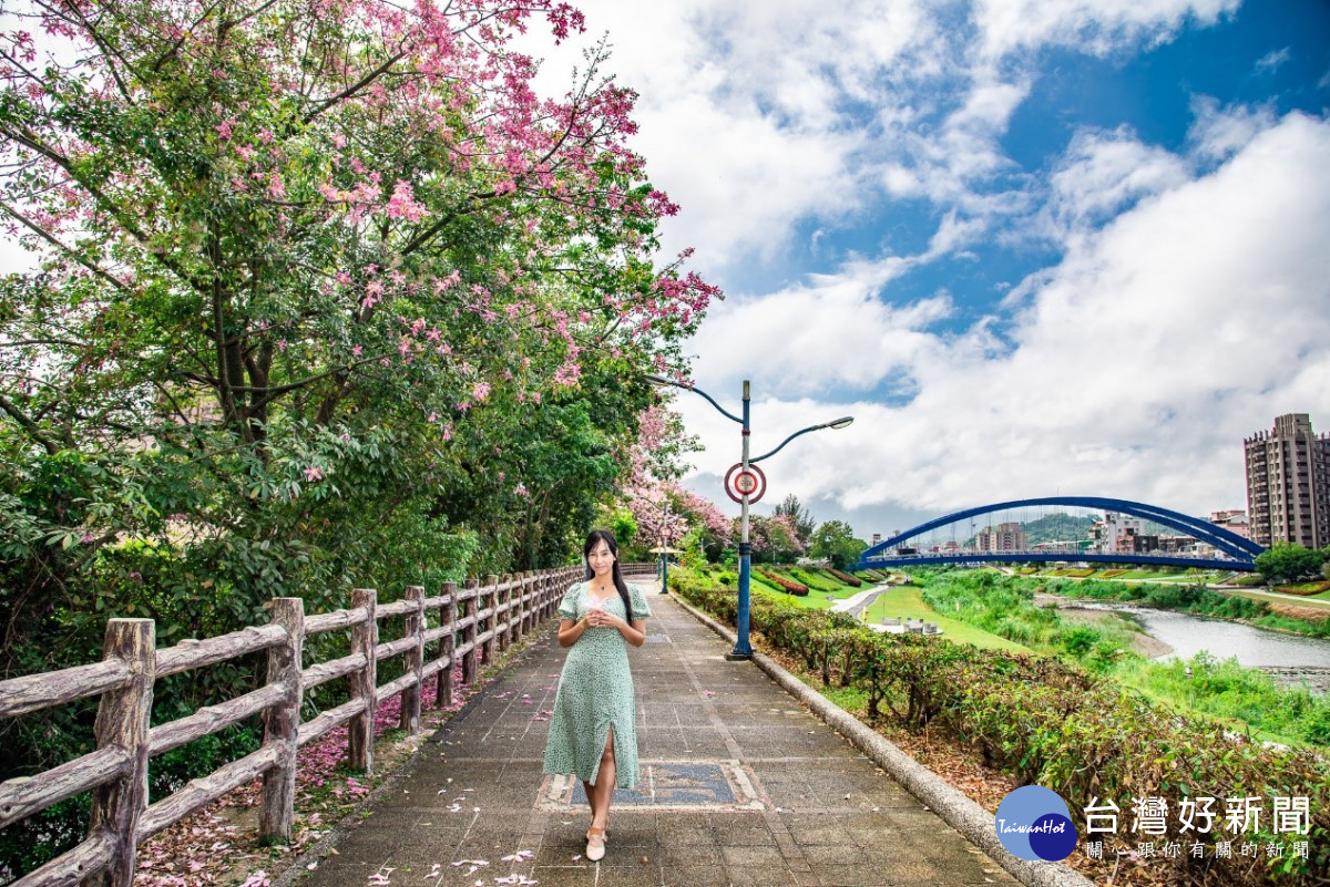 三峽安溪里堤頂步道「美人樹」　花姿艷麗吸引民眾拍照打卡