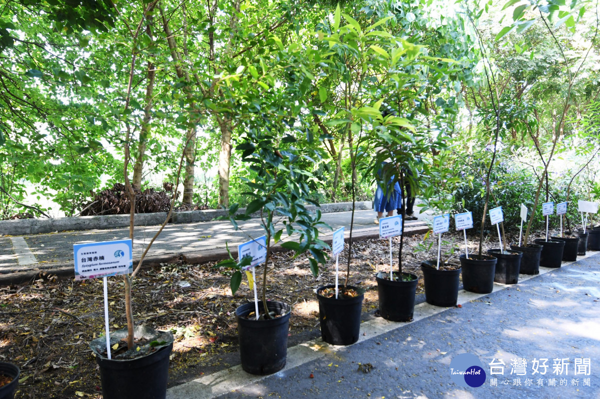 東螺溪水綠廊道復育植株。圖／彰化縣政府提供