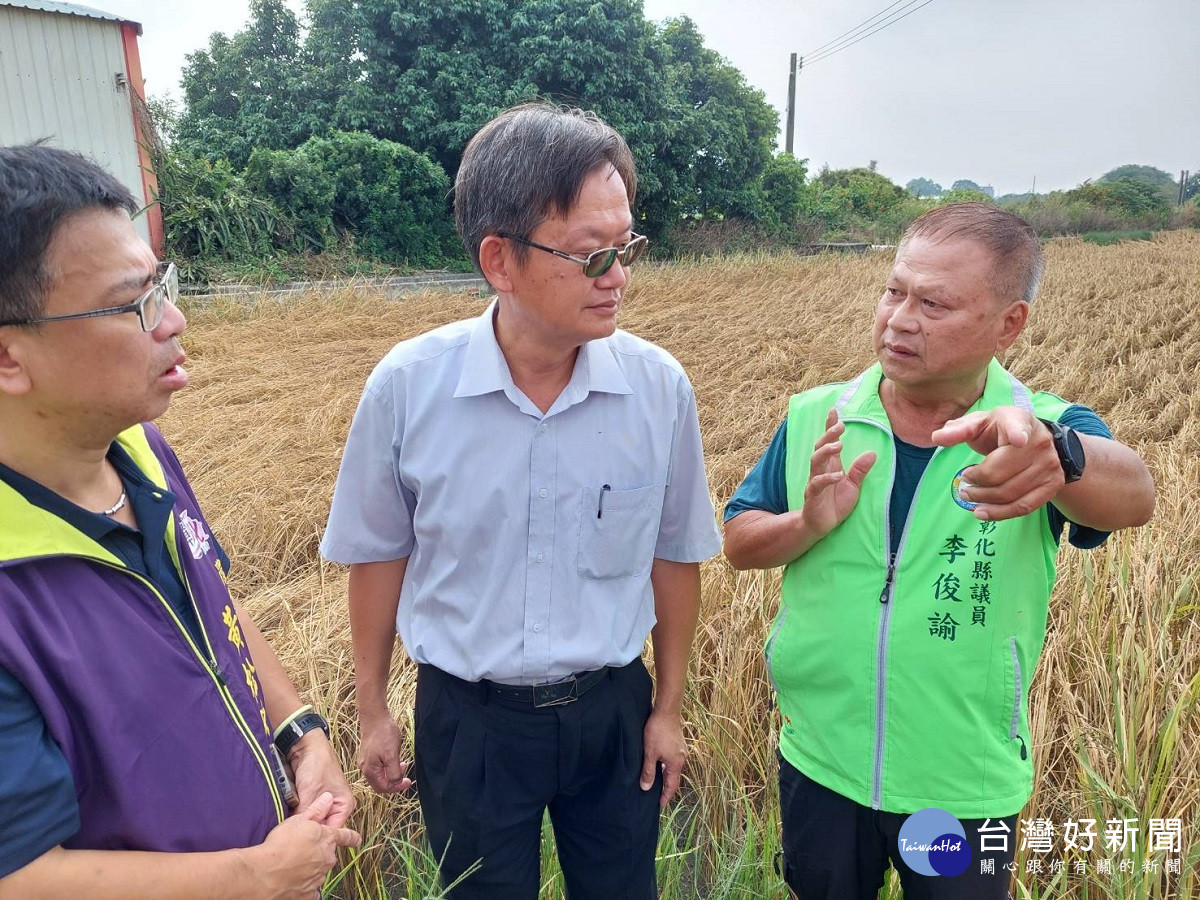 小犬強風造成溪州、埤頭、北斗稻作受災嚴重　輕者「半槽米」嚴重造成枯萎、倒伏「蝨燒」現象