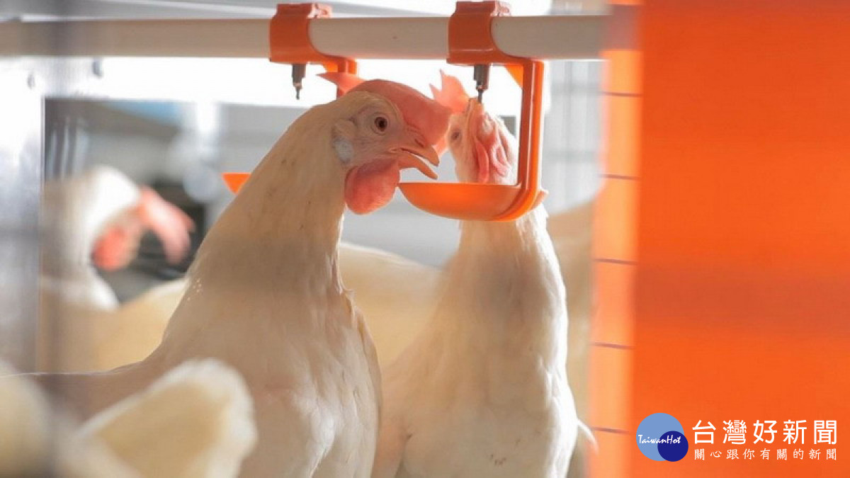 ▲高市關注提升經濟動物畜養效能與動物福利，有關蛋雞的友善飼養與動物福利，也是農業局推動工作重點。