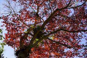 楓紅是馬那邦山最知名景色，每年當第一波寒流抵達後，馬那邦山楓葉部分轉紅，開啟了賞楓熱潮。（圖/記者王丰禾攝）