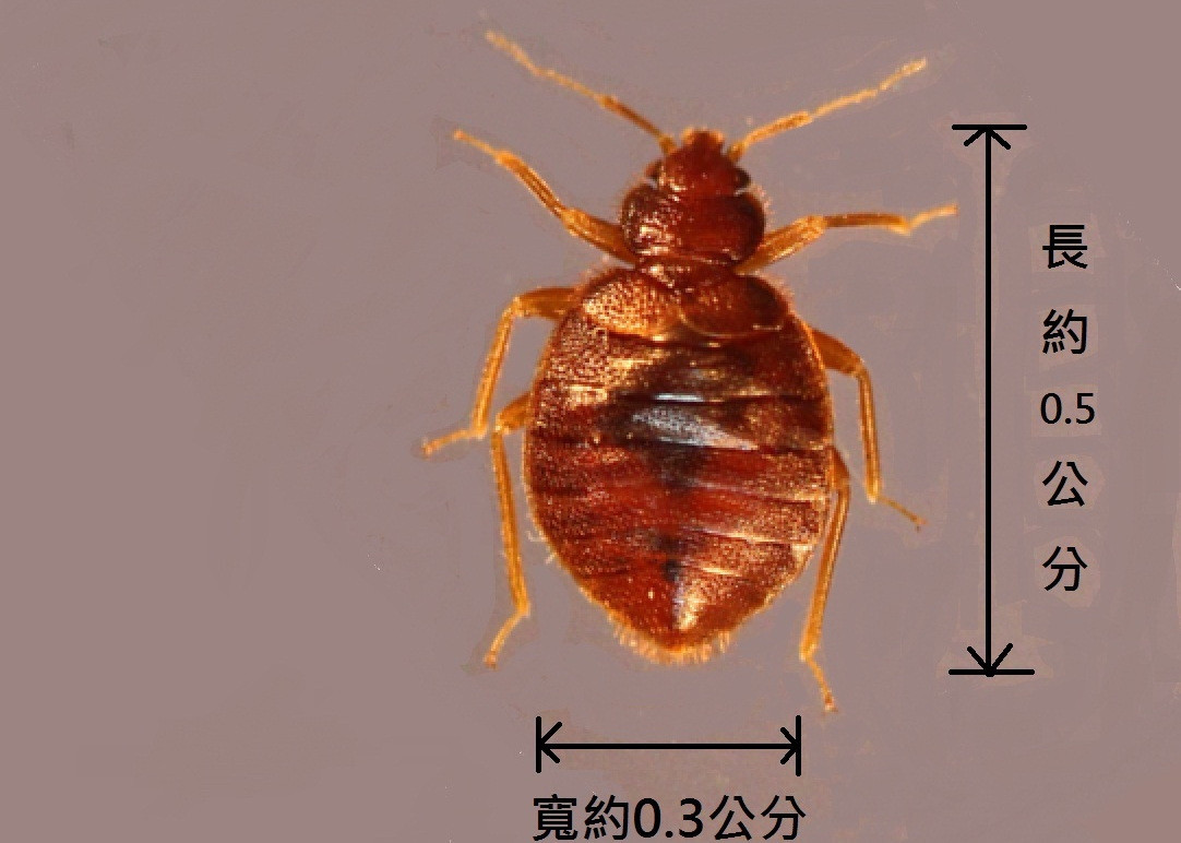 臭蟲（床蝨bedbug）入侵亞洲，如今連台灣也傳出疑似案例／圖取自環境部網站