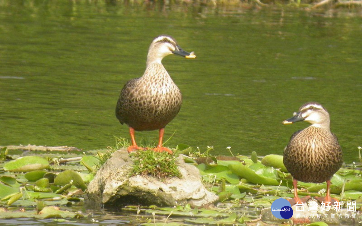 ▲高市野鳥協會以「川流不息舊鐵橋濕地的新生與蛻變」，榮獲2023年第8屆綠獎，就是公私合作最好的成果見證。