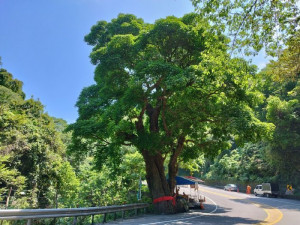 桃市府邀你一起保護在地老樹