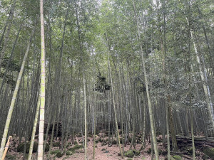 南投縣府尋求企業支持竹林經營。（縣府提供）