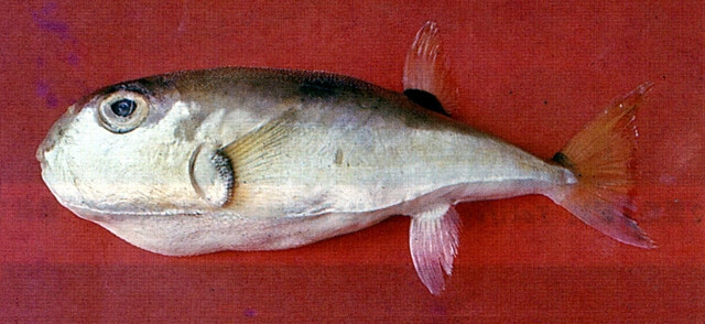 月尾兔頭魨（圖／資料照片，圖源：台灣漁業資料庫fishdb.sinica.edu.tw，魚類生態與演化研究室拍攝）
